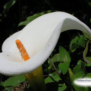 Meet your Posher, Lilly